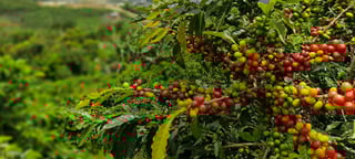 The coffee sustainable sourcing Banner