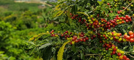 The coffee sustainable sourcing Banner