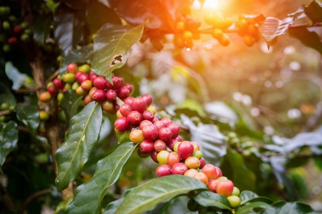 the history of coffee